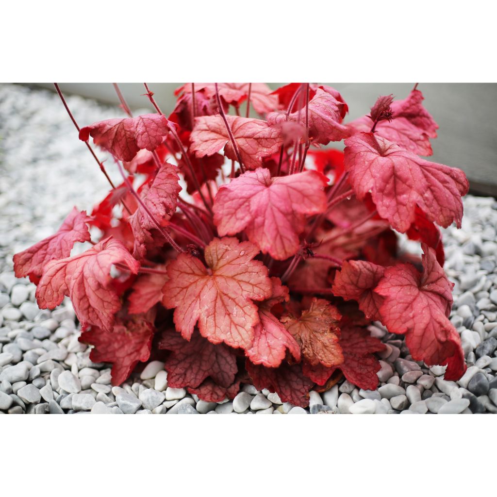 Heuchera Georgia Peach - Purpurglöckchen