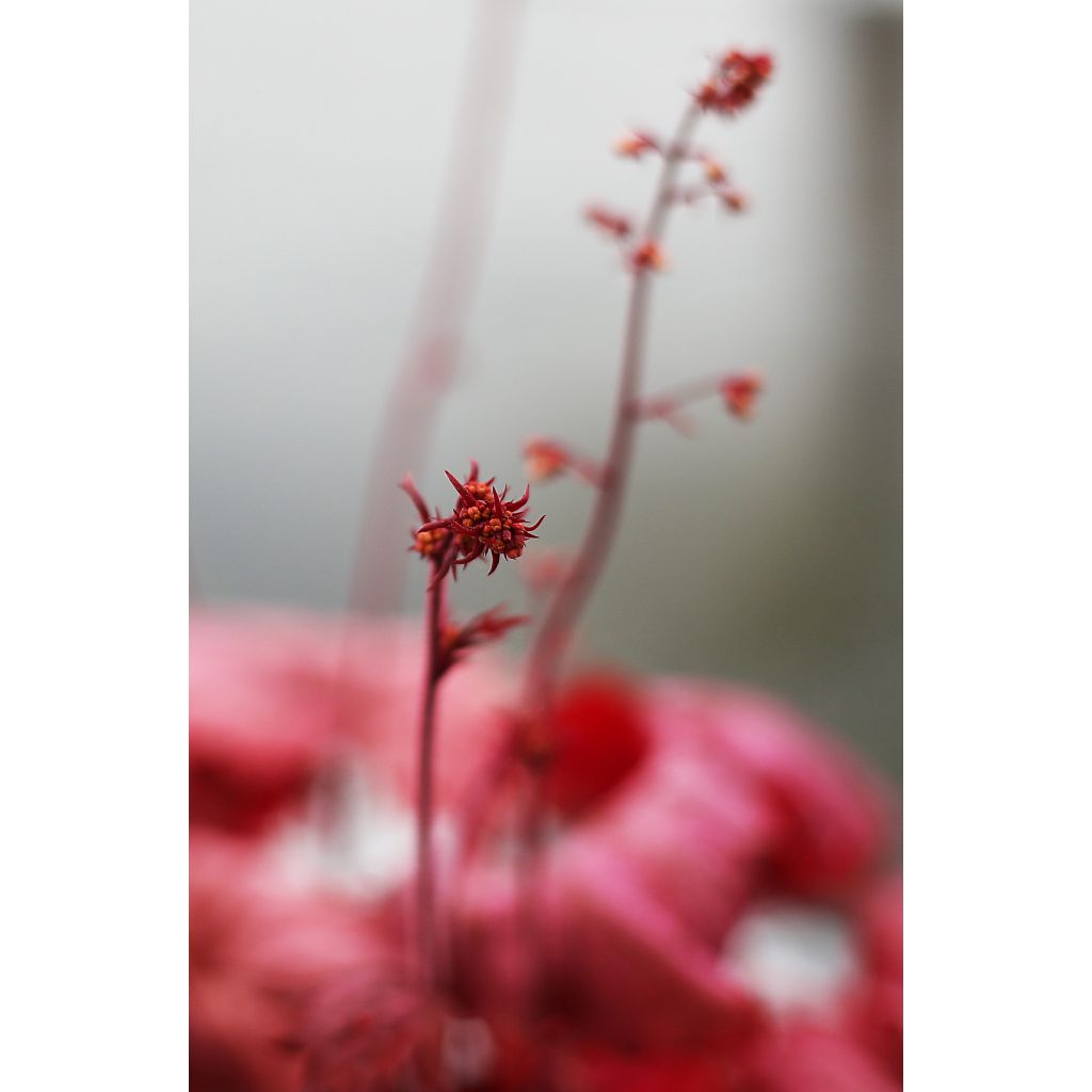 Heuchera Georgia Peach - Purpurglöckchen