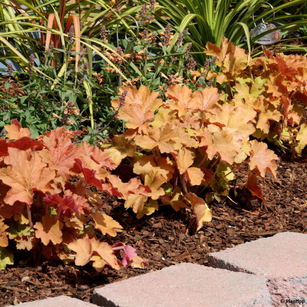 Heuchera - Purpurglöckchen