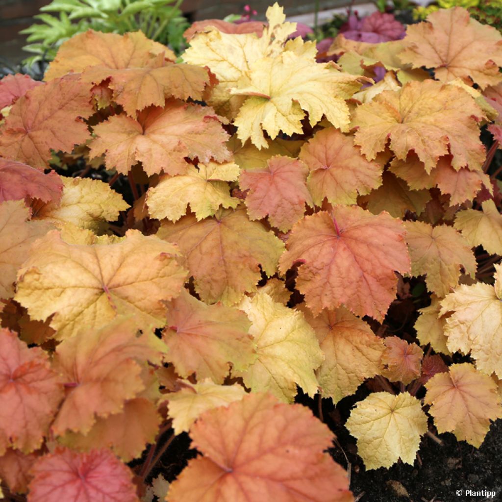 Heuchera - Purpurglöckchen