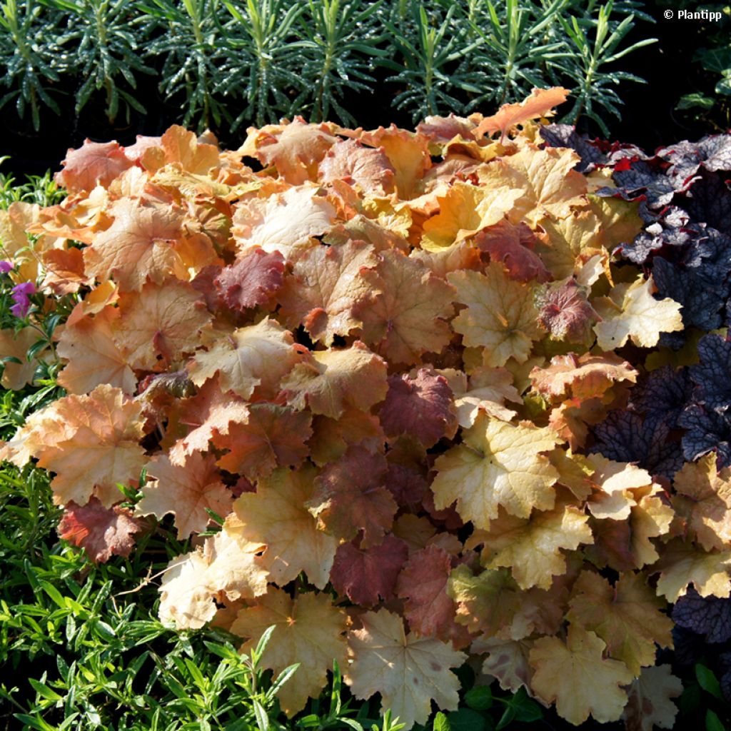 Heuchera - Purpurglöckchen