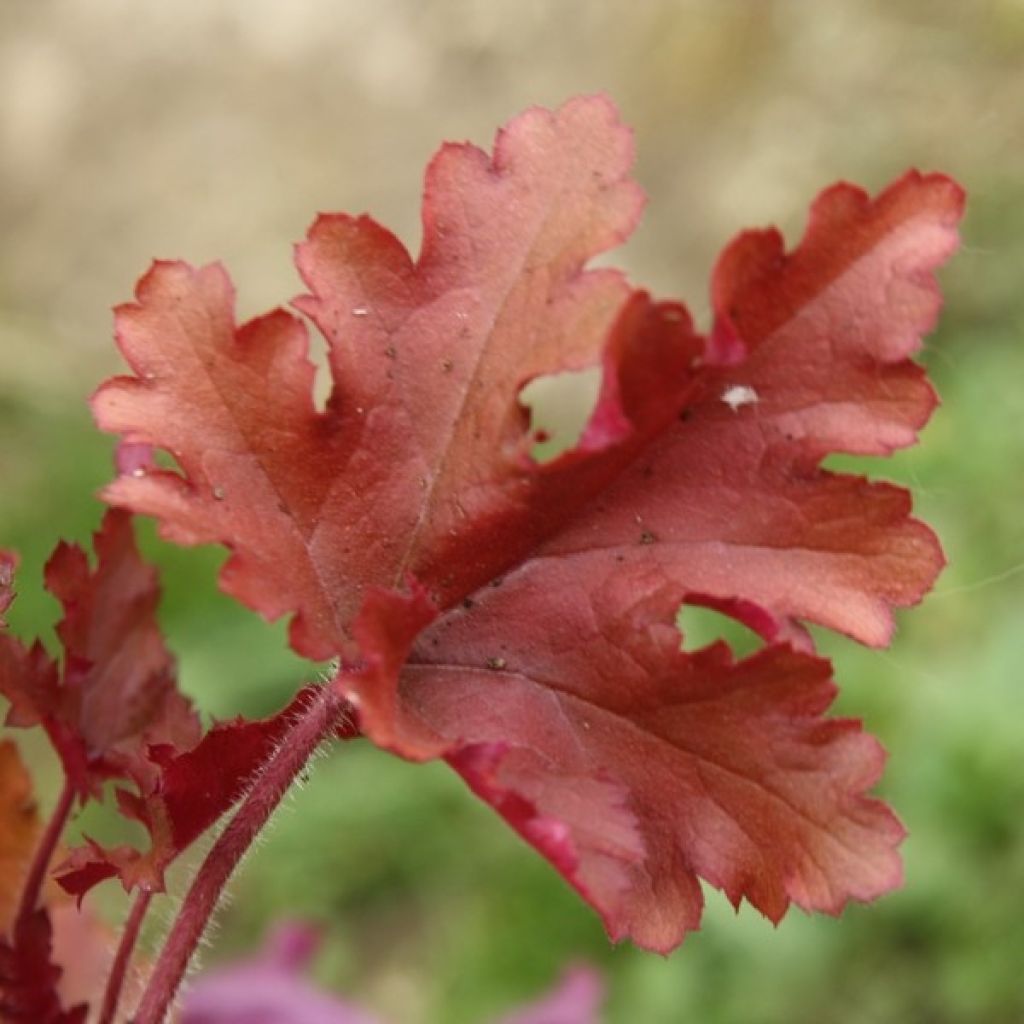 Heuchera Marmelade - Purpurglöckchen