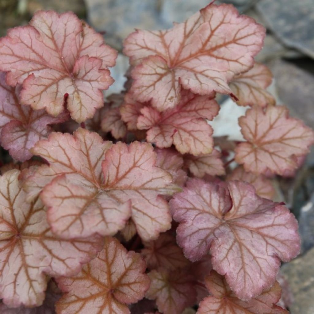 Heuchera Pinot Gris - Purpurglöckchen