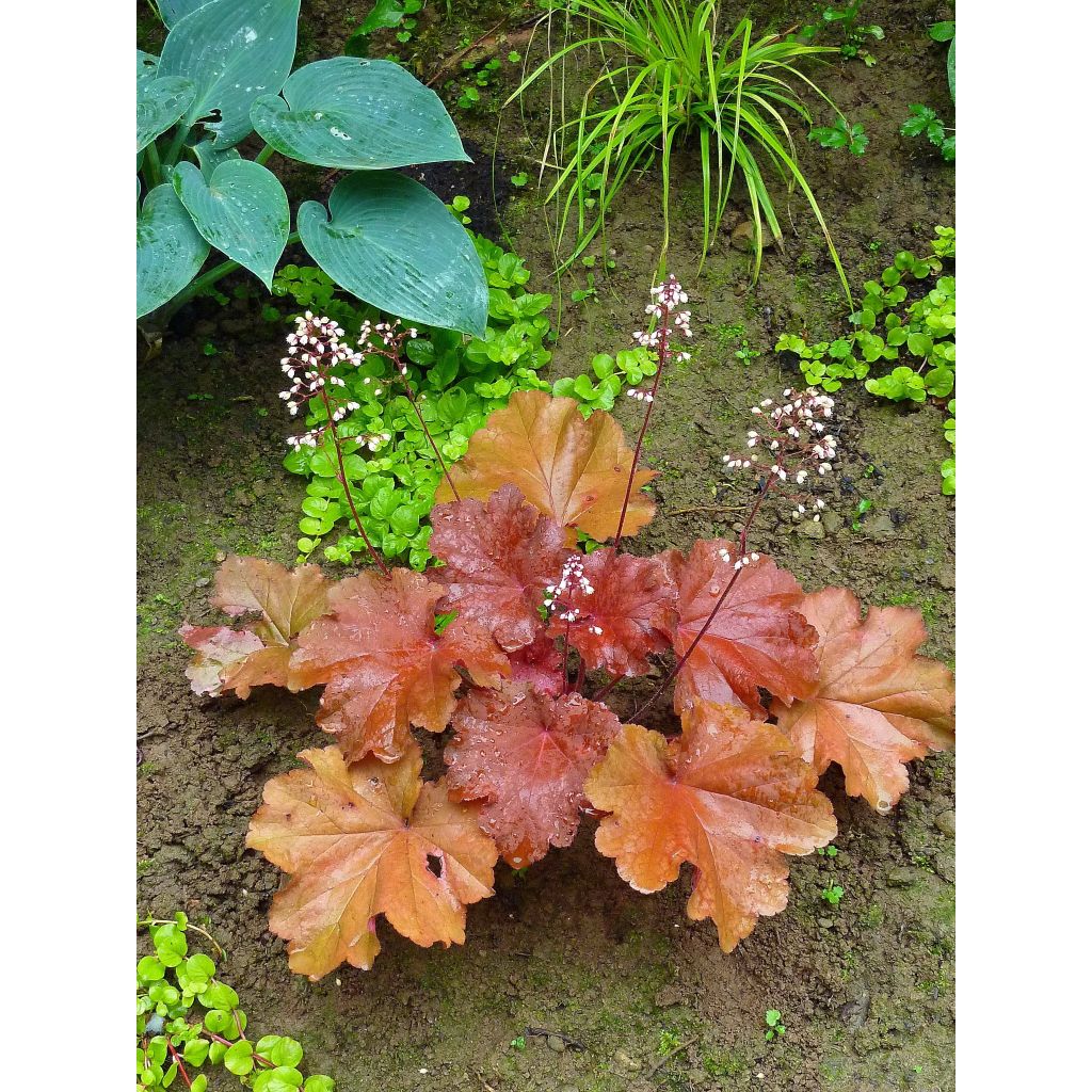 Heuchera Rio - Purpurglöckchen