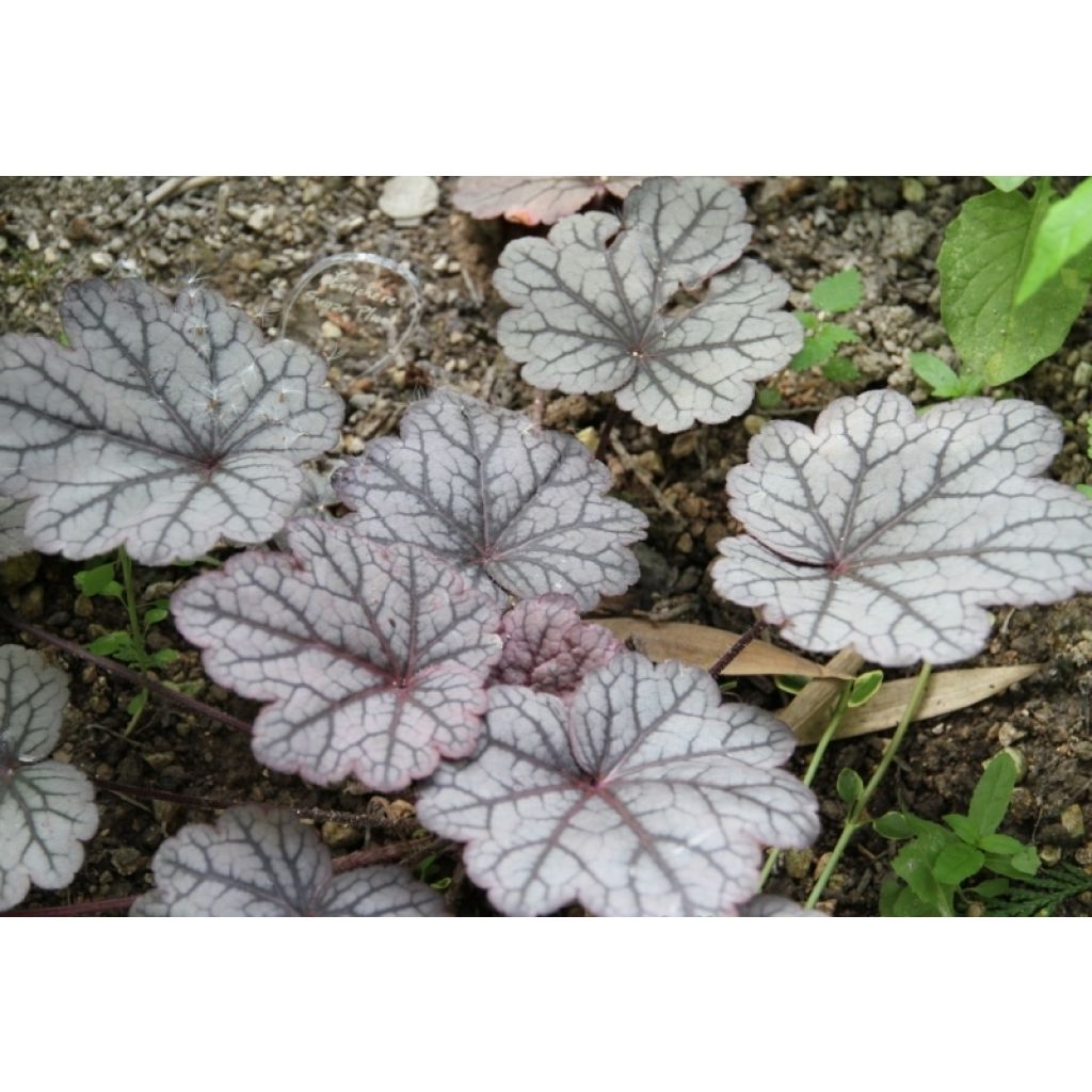 Heuchera Sugar Plum - Purpurglöckchen