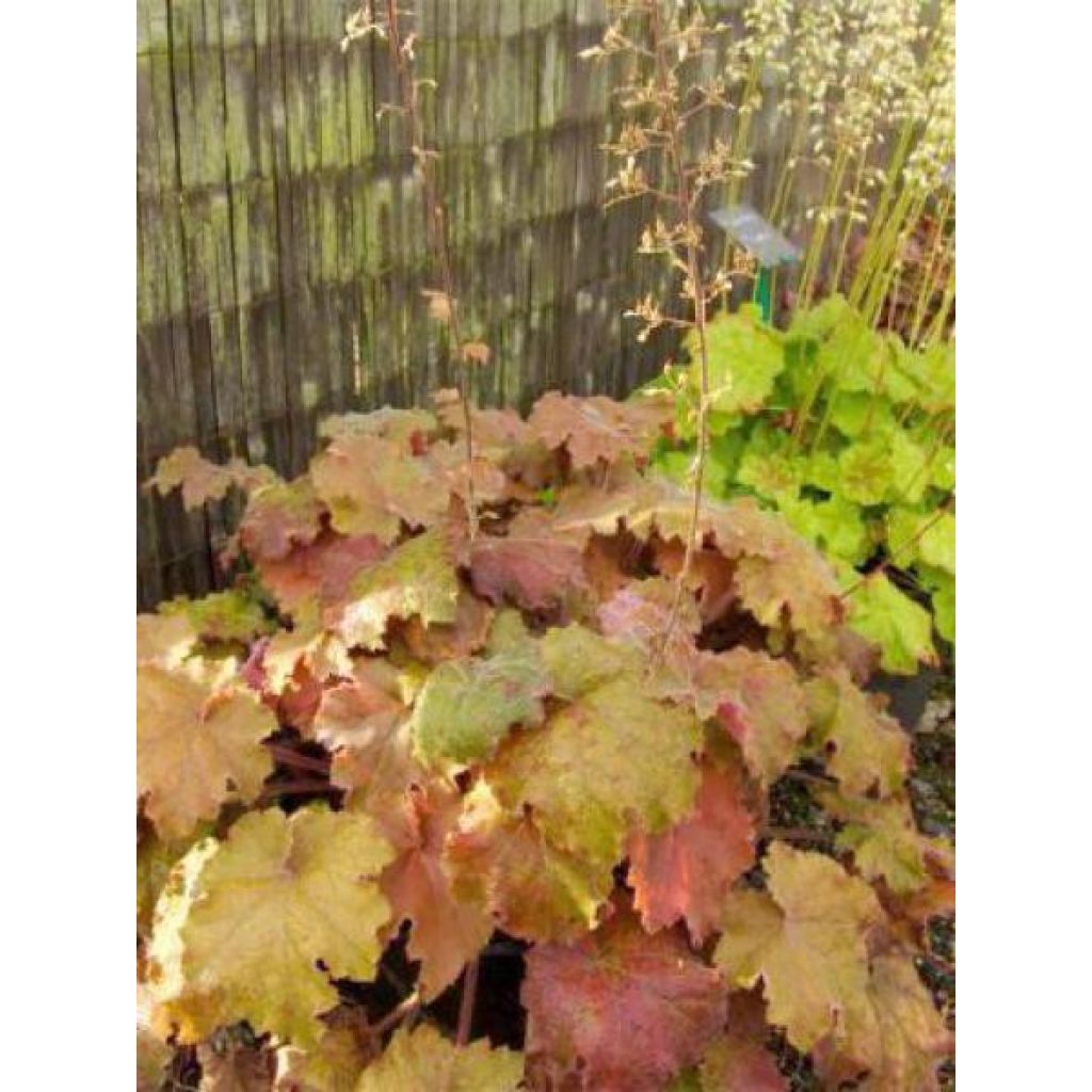 Heuchera - Purpurglöckchen