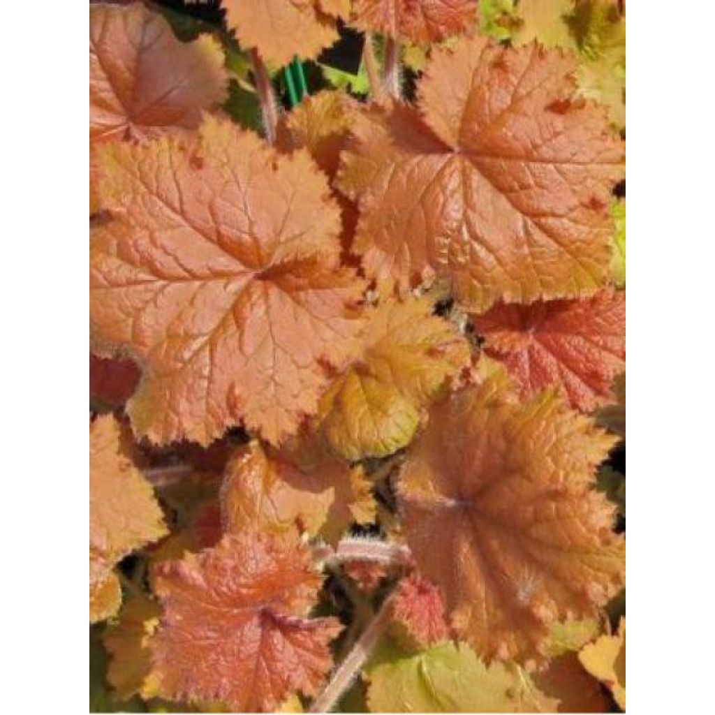 Heuchera - Purpurglöckchen