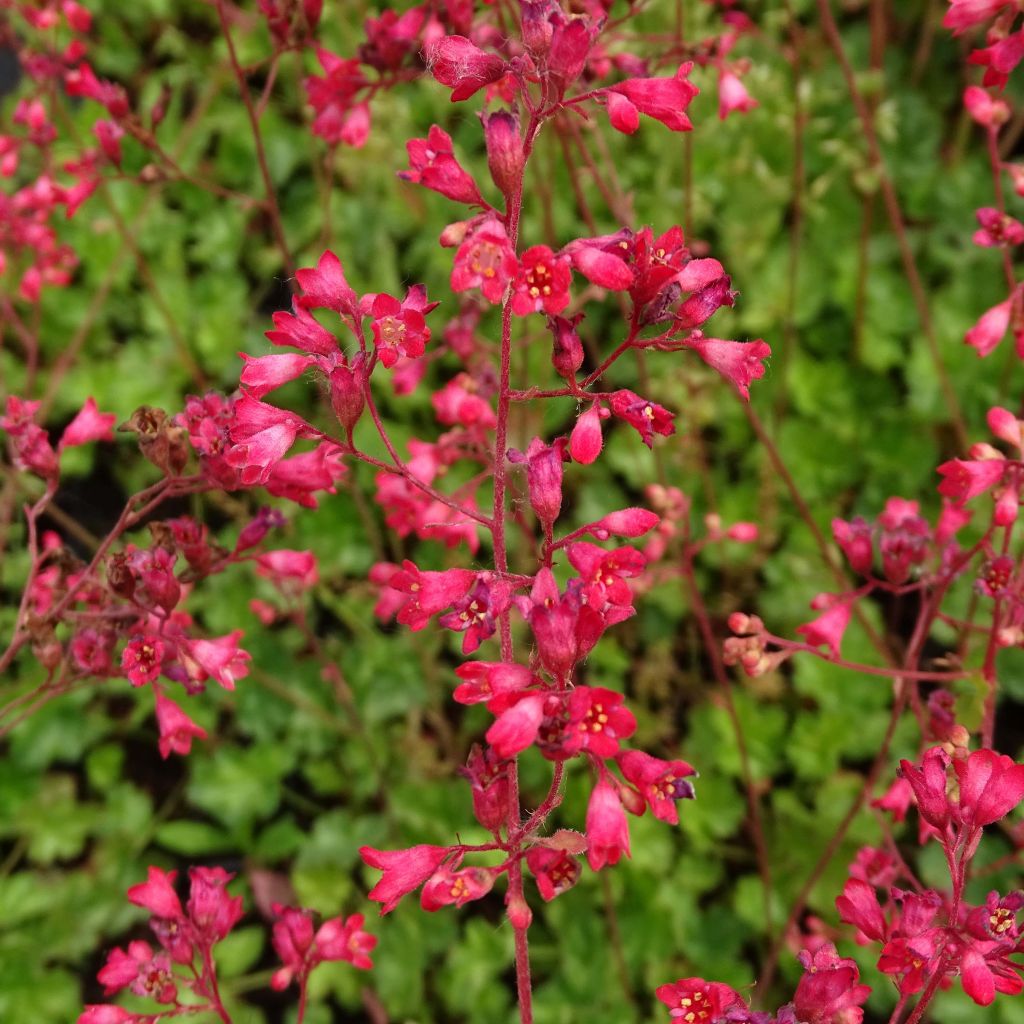 Heuchera Pluie de Feu - Purpurglöckchen