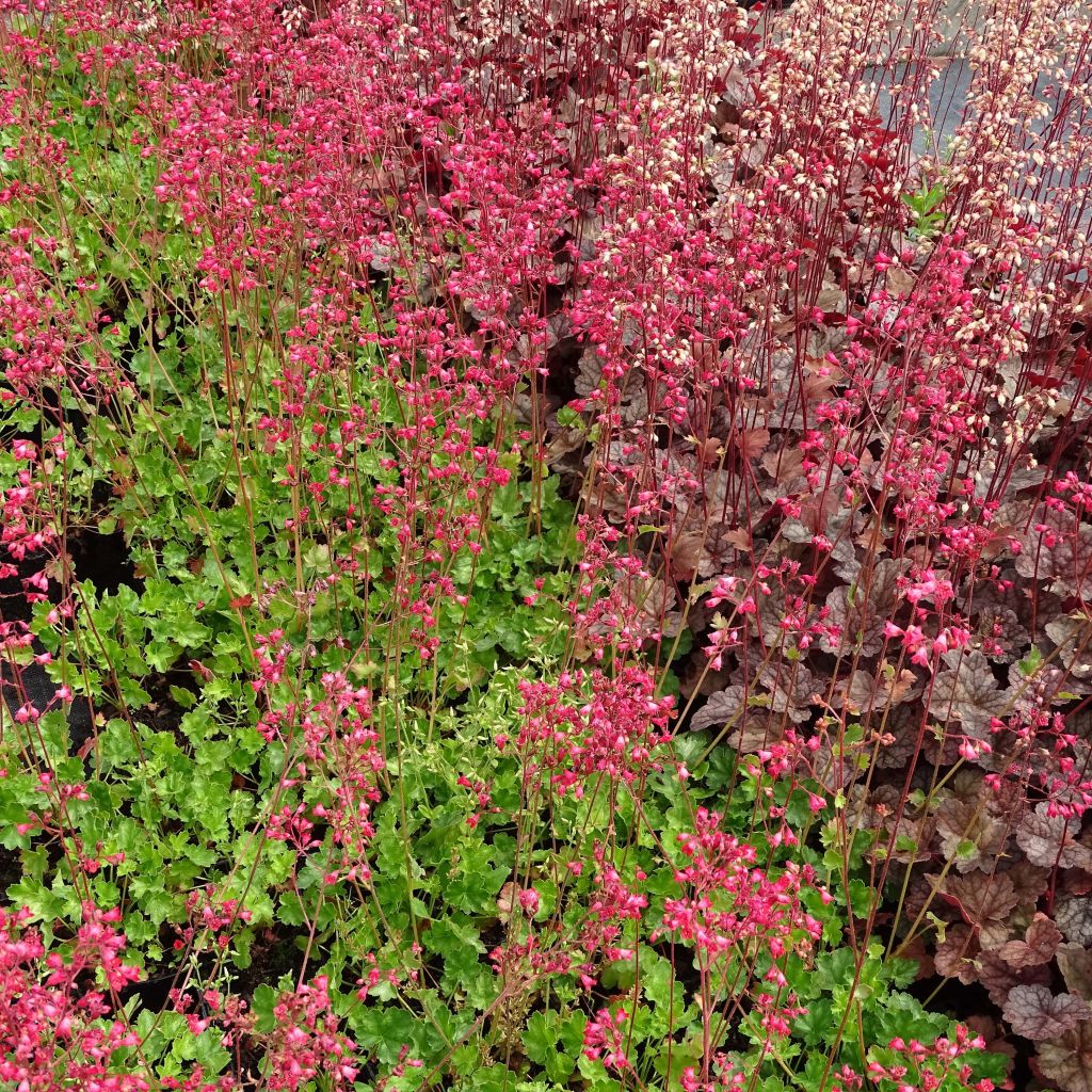 Heuchera Pluie de Feu - Purpurglöckchen