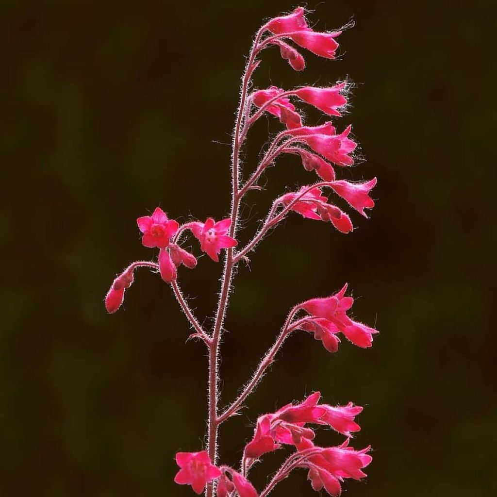 Heuchera Pluie de Feu - Purpurglöckchen