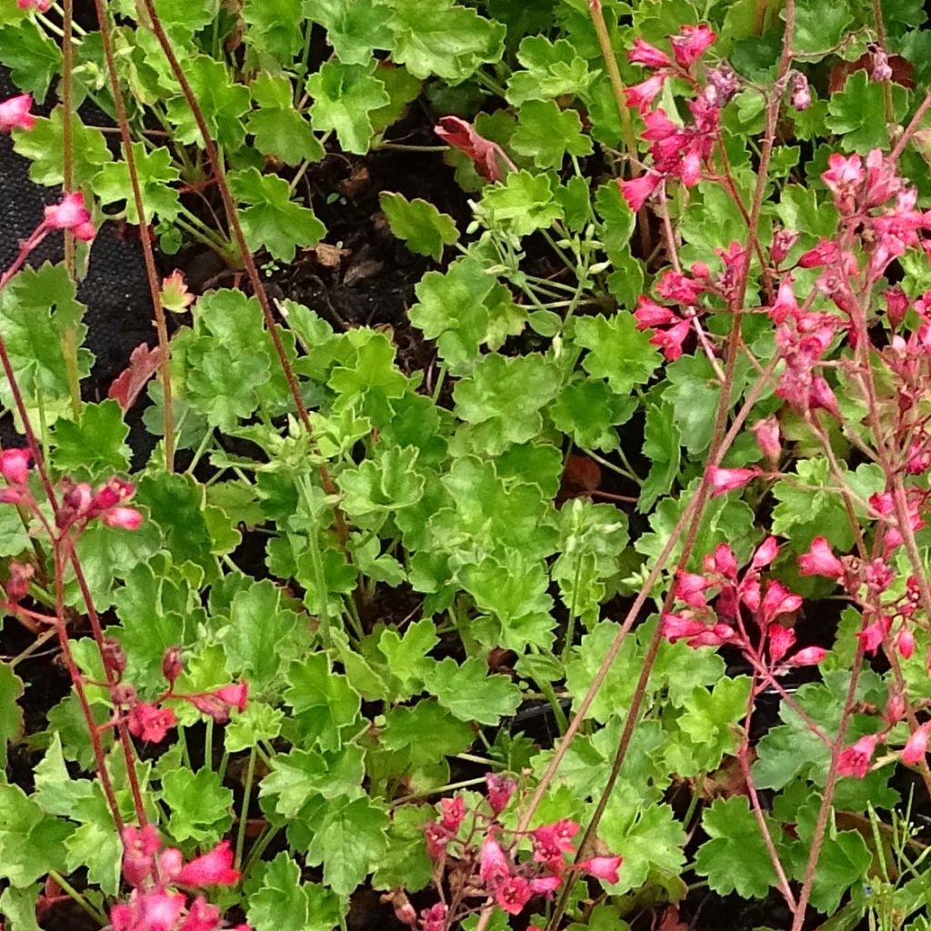 Heuchera Pluie de Feu - Purpurglöckchen