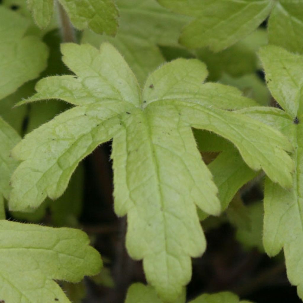 Heucherella Alabama sunrise