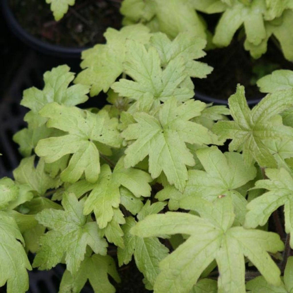 Heucherella Alabama sunrise - Schaumglöckchen