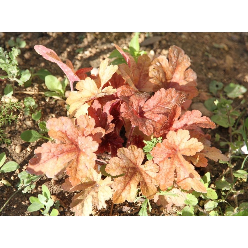 Heucherella Honey Rose - Schaumglöckchen