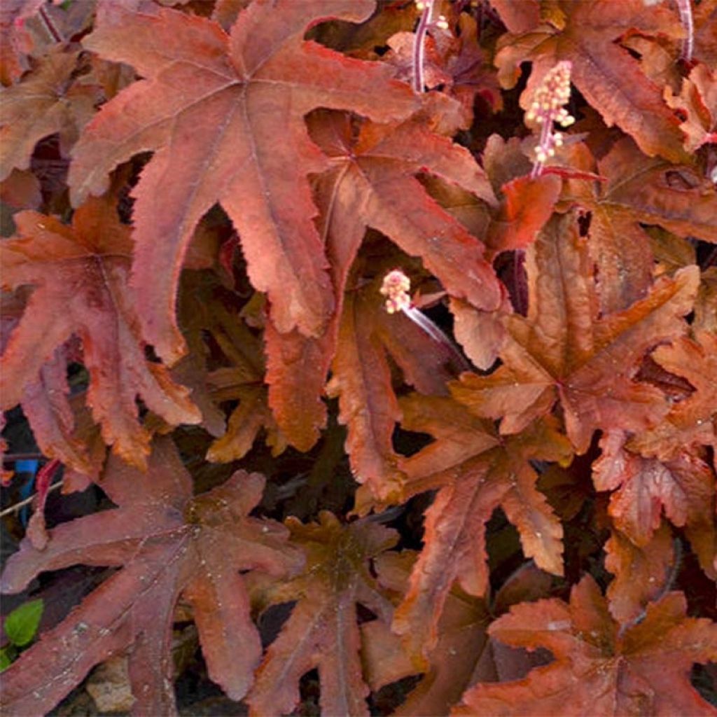 Heucherella Red Rover - Schaumglöckchen