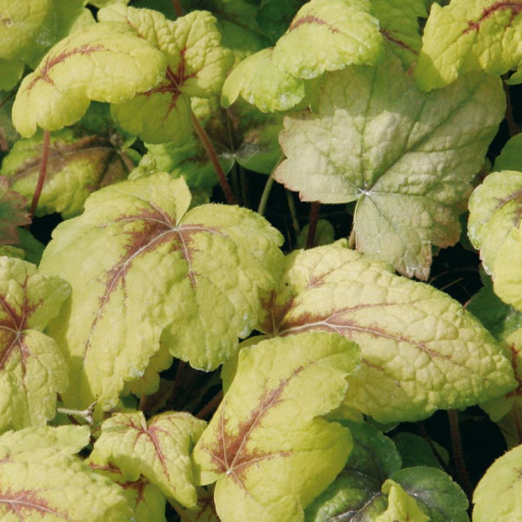 Heucherella Stoplight - Schaumglöckchen