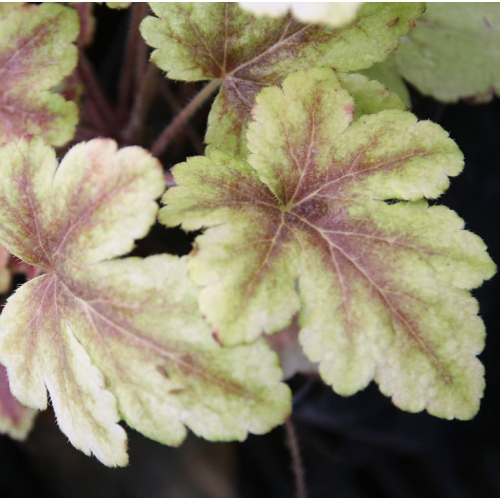 Heucherella Golden Zebra - Schaumglöckchen