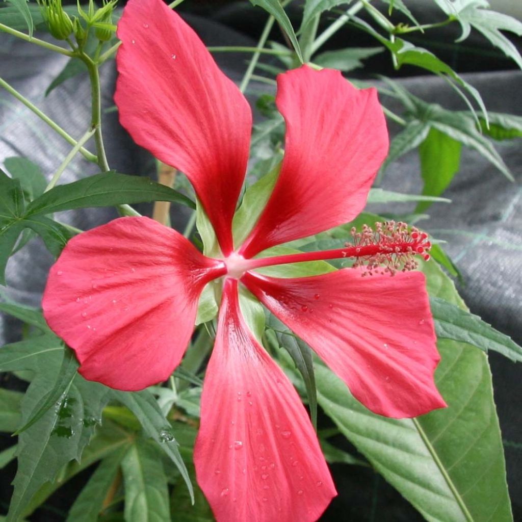 Hibiscus coccineus - Scharlach-Hibiskus