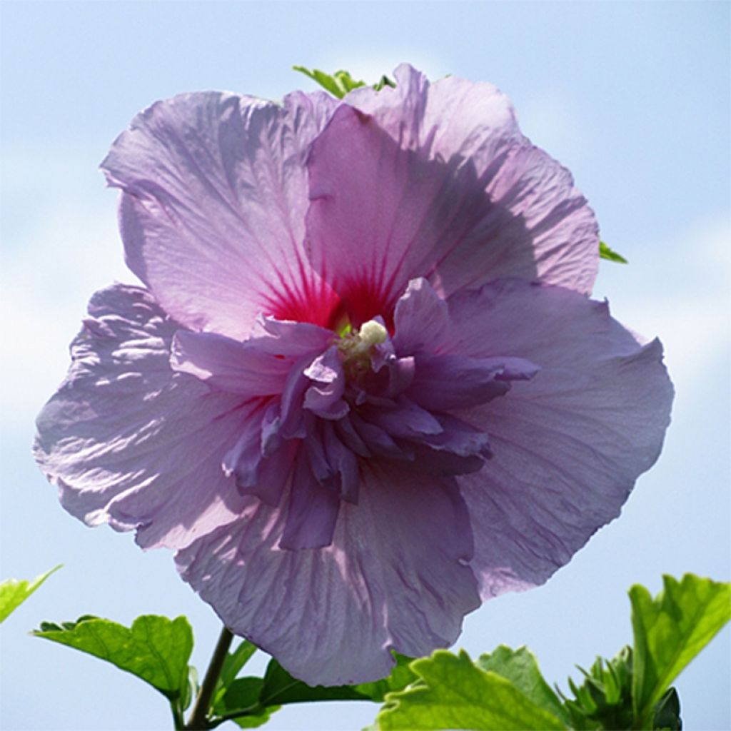 Hibiscus syriacus Lavender Chiffon - Althéa rose