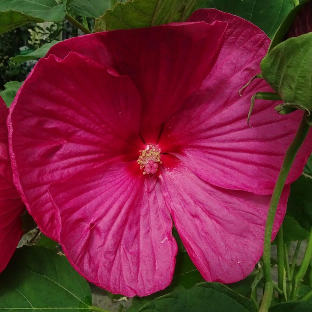 Hibiscus moscheutos Rose - Sumpfeibisch