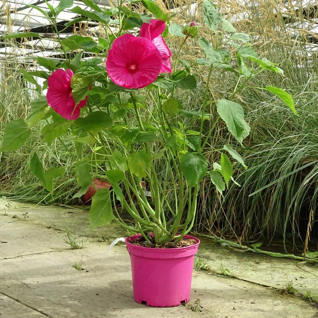 Hibiscus moscheutos Rose - Sumpfeibisch