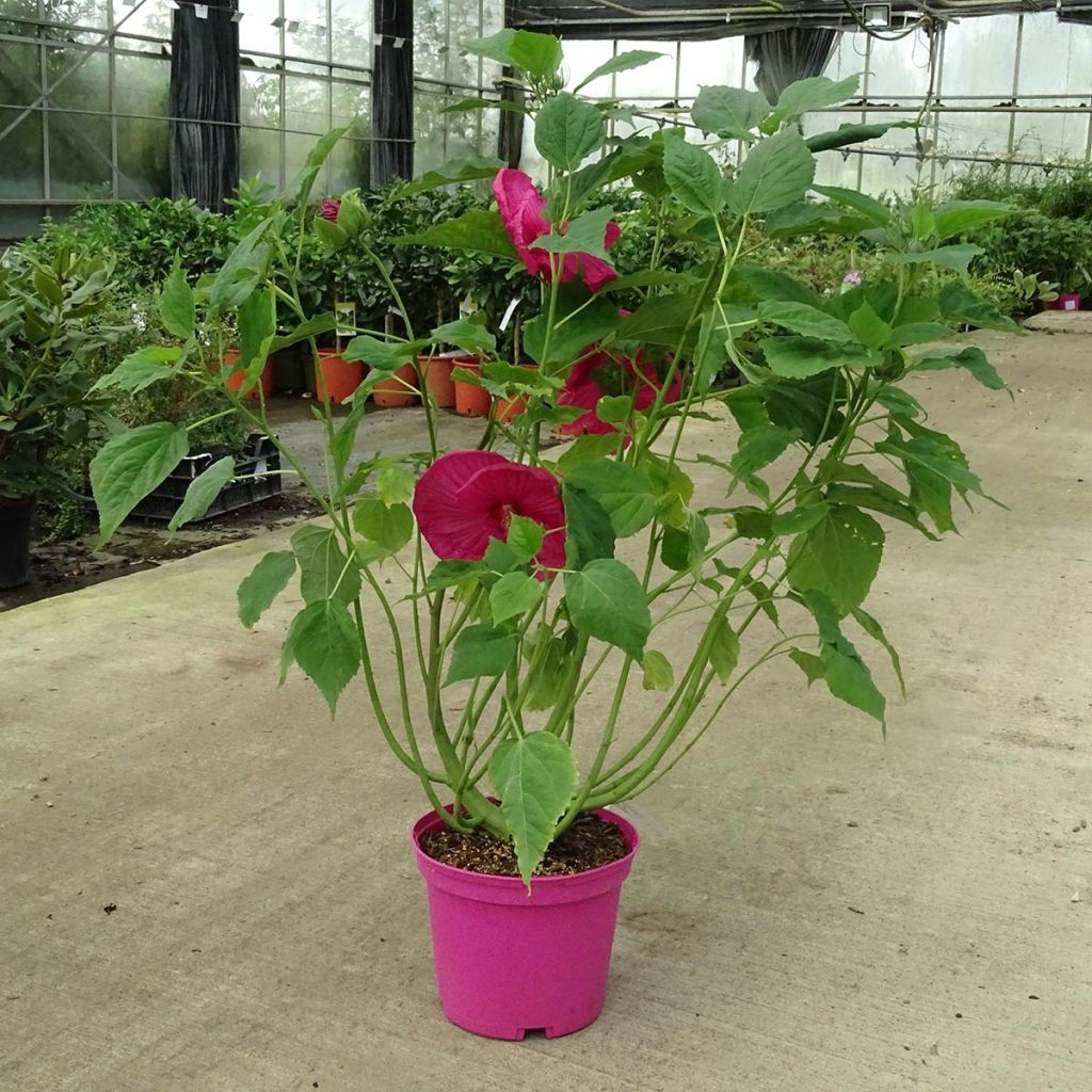 Hibiscus moscheutos Rose - Sumpfeibisch