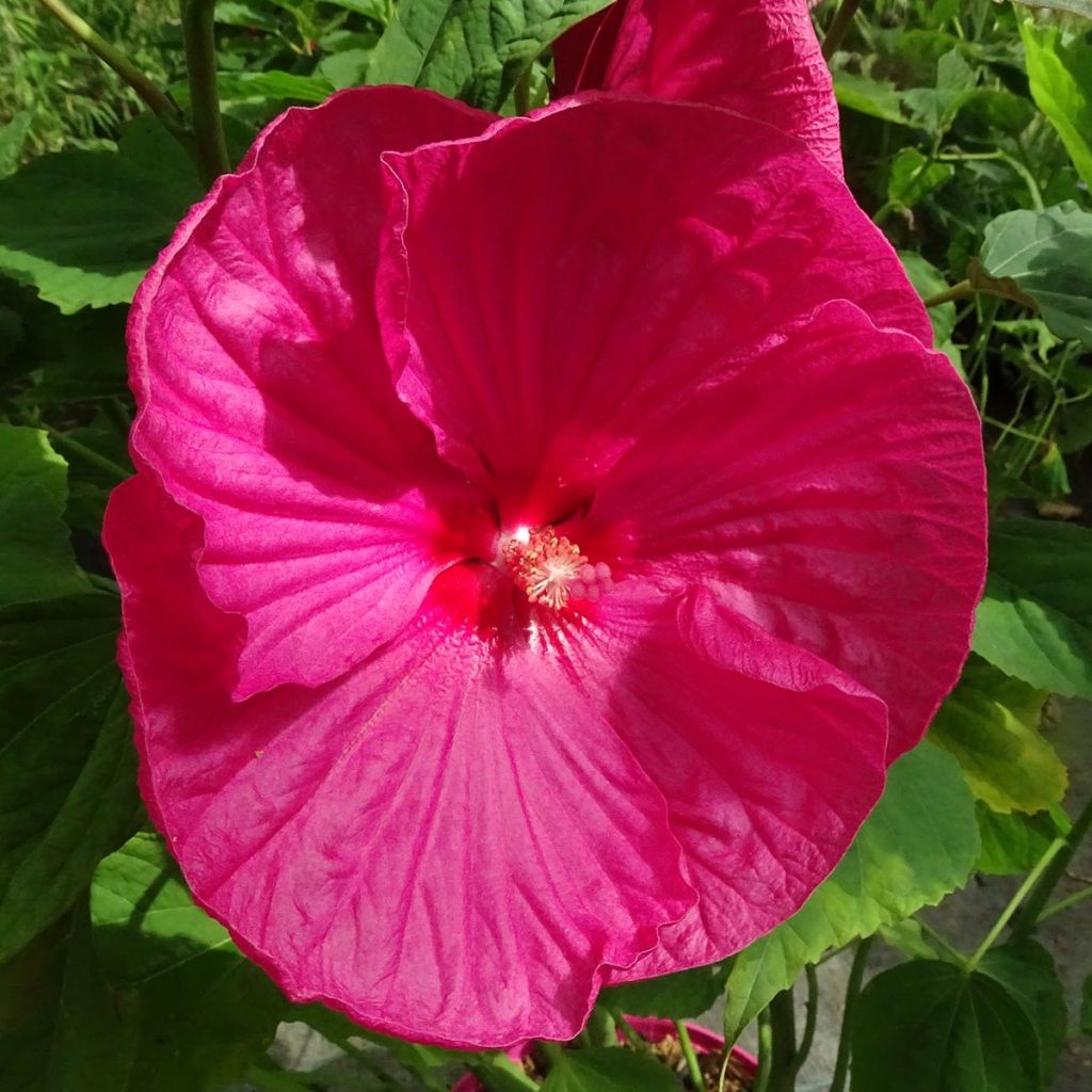 Hibiscus moscheutos Rose - Sumpfeibisch