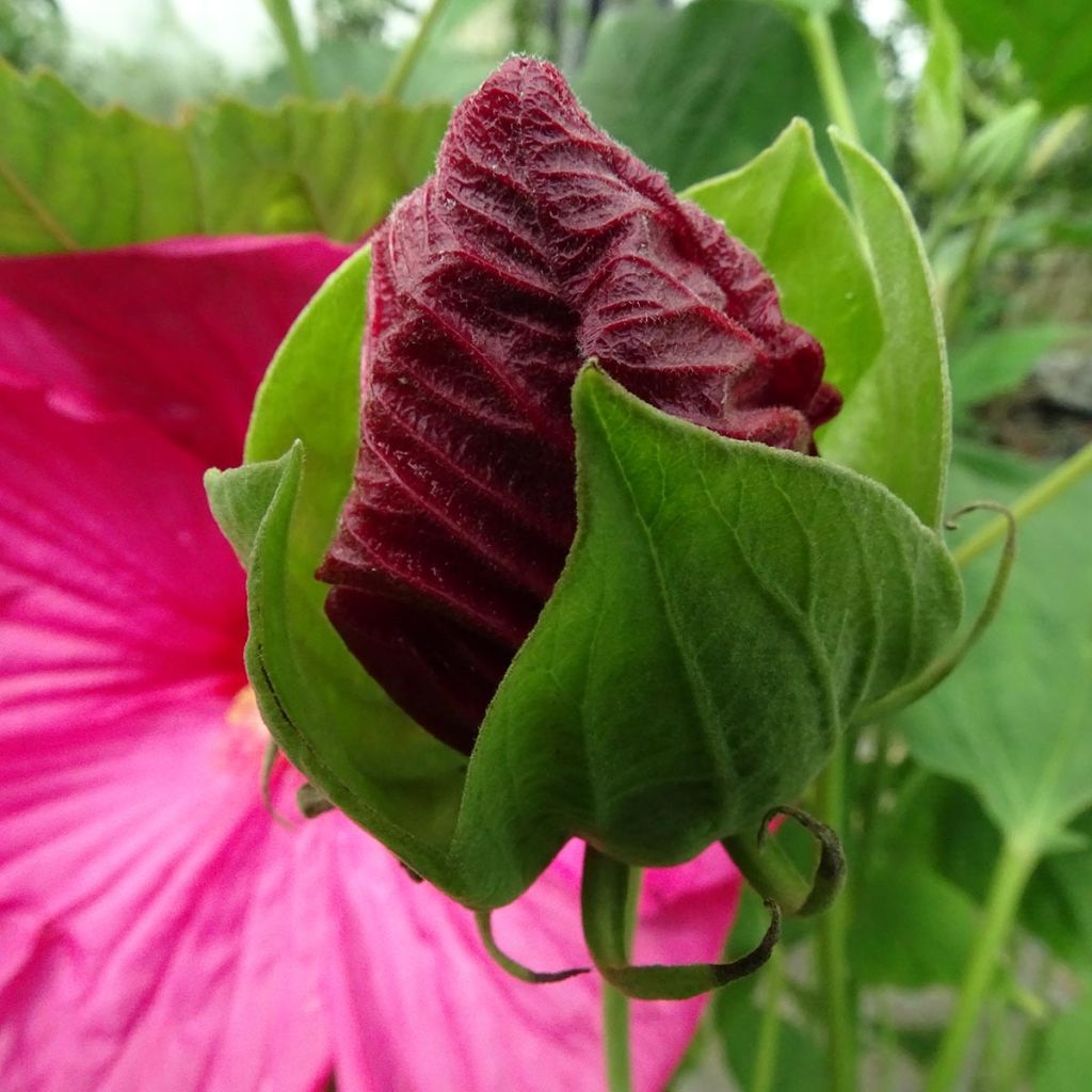 Hibiscus moscheutos Rose - Sumpfeibisch