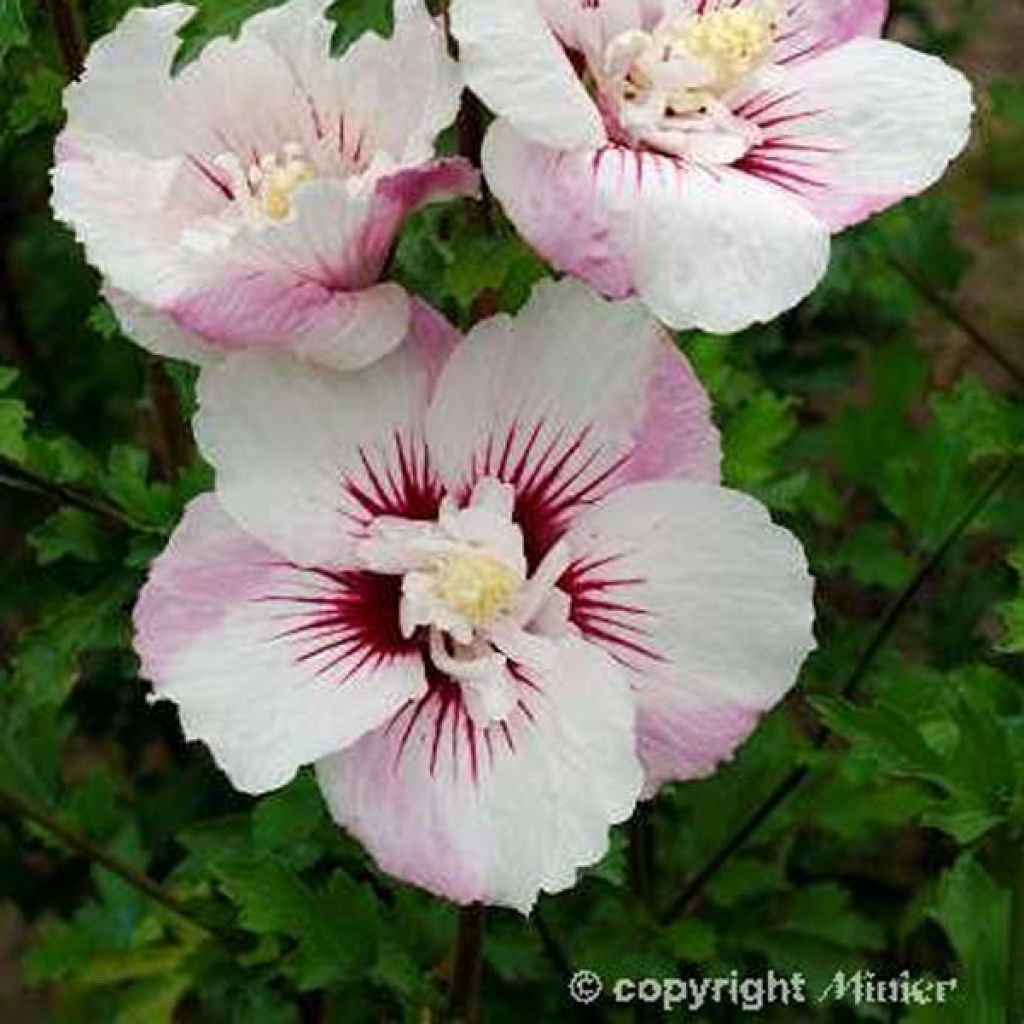 Garten-Hibiscus Pinky Spot - Hibiscus syriacus