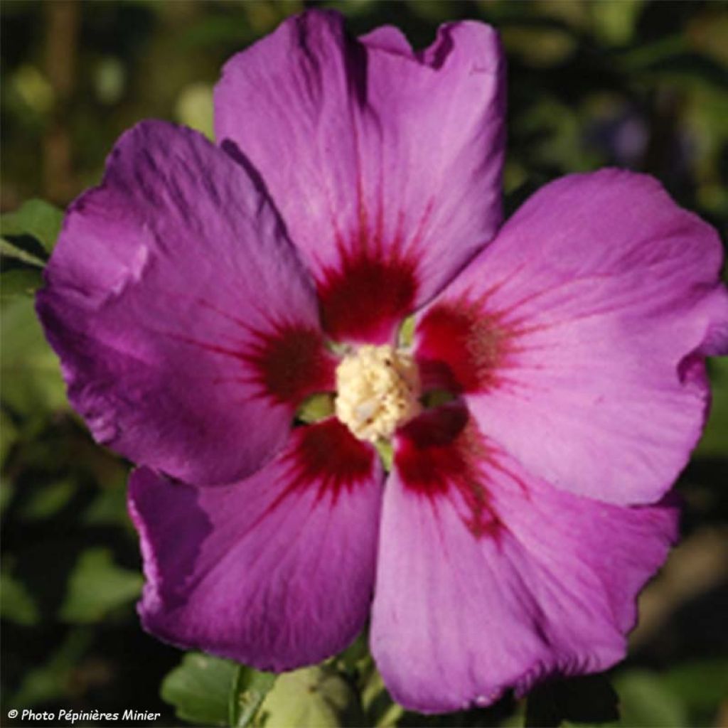 Garten-Hibiscus Russian Violet (II) - Hibiscus syriacus