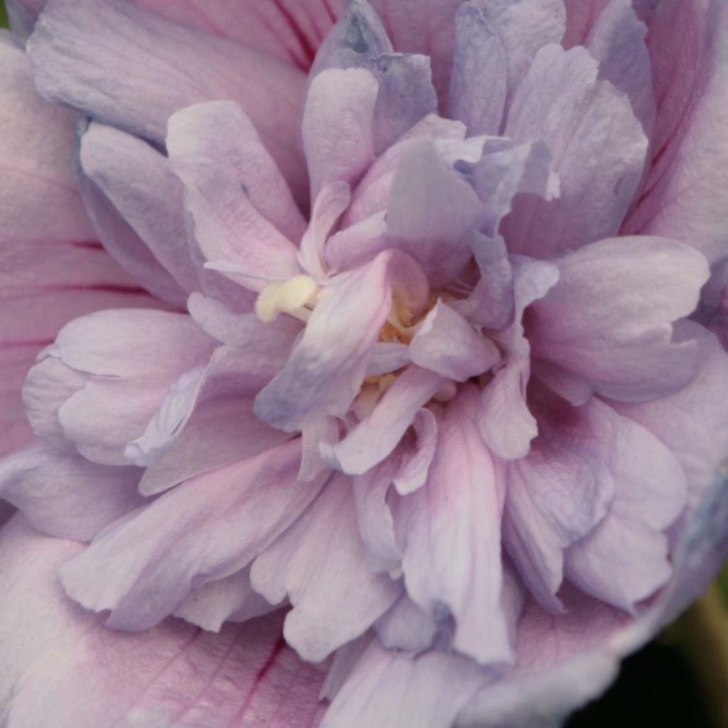 Garten-Hibiscus Blue Chiffon - Hibiscus syriacus