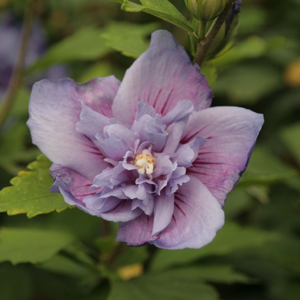 Garten-Hibiscus Blue Chiffon - Hibiscus syriacus