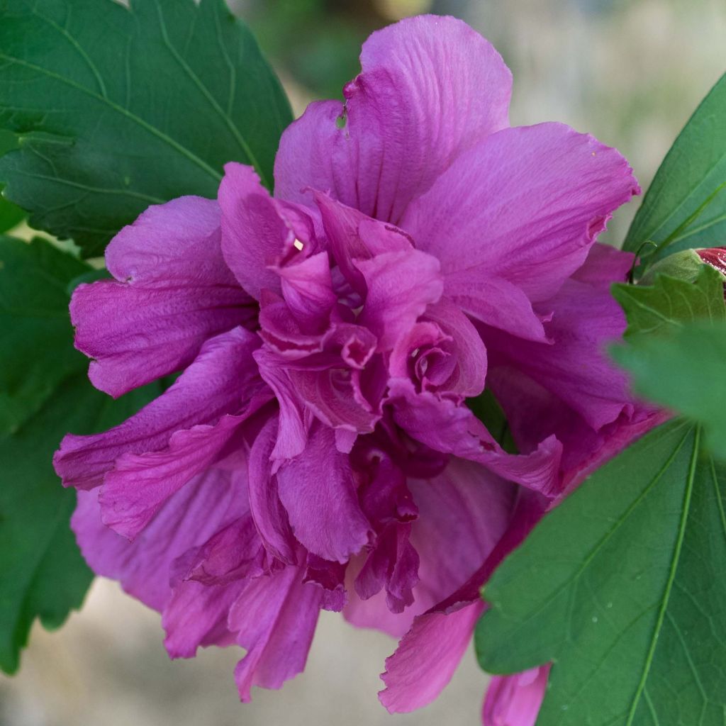 Garten-Hibiscus Freedom - Hibiscus syriacus