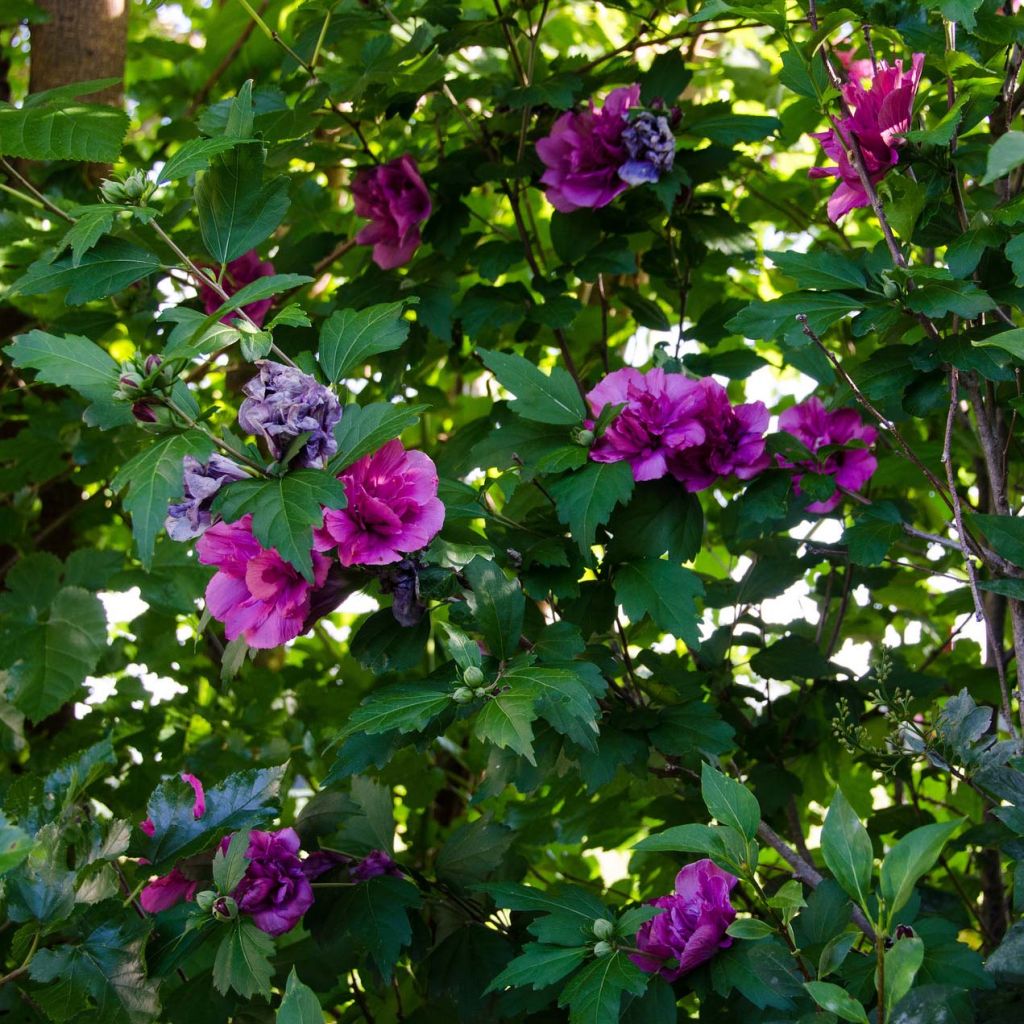 Garten-Hibiscus Freedom - Hibiscus syriacus