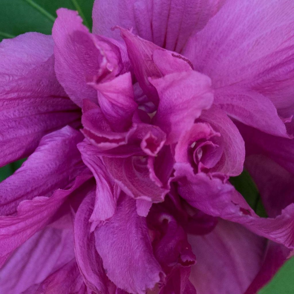 Garten-Hibiscus Freedom - Hibiscus syriacus