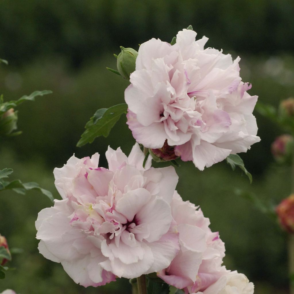 Garten-Hibiscus French Cabaret Pastel - Hibiscus syriacus