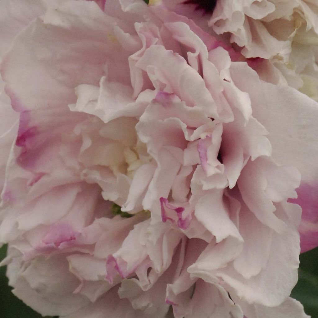 Garten-Hibiscus French Cabaret Pastel - Hibiscus syriacus