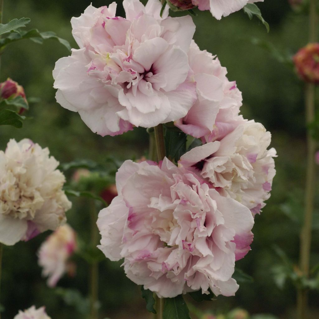 Garten-Hibiscus French Cabaret Pastel - Hibiscus syriacus