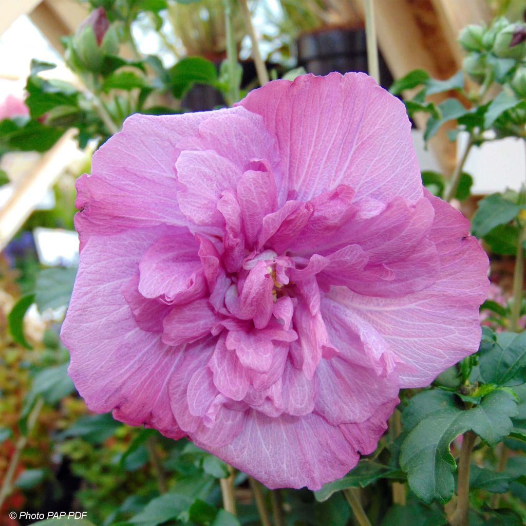 Garten-Hibiscus Magenta Chiffon - Hibiscus syriacus