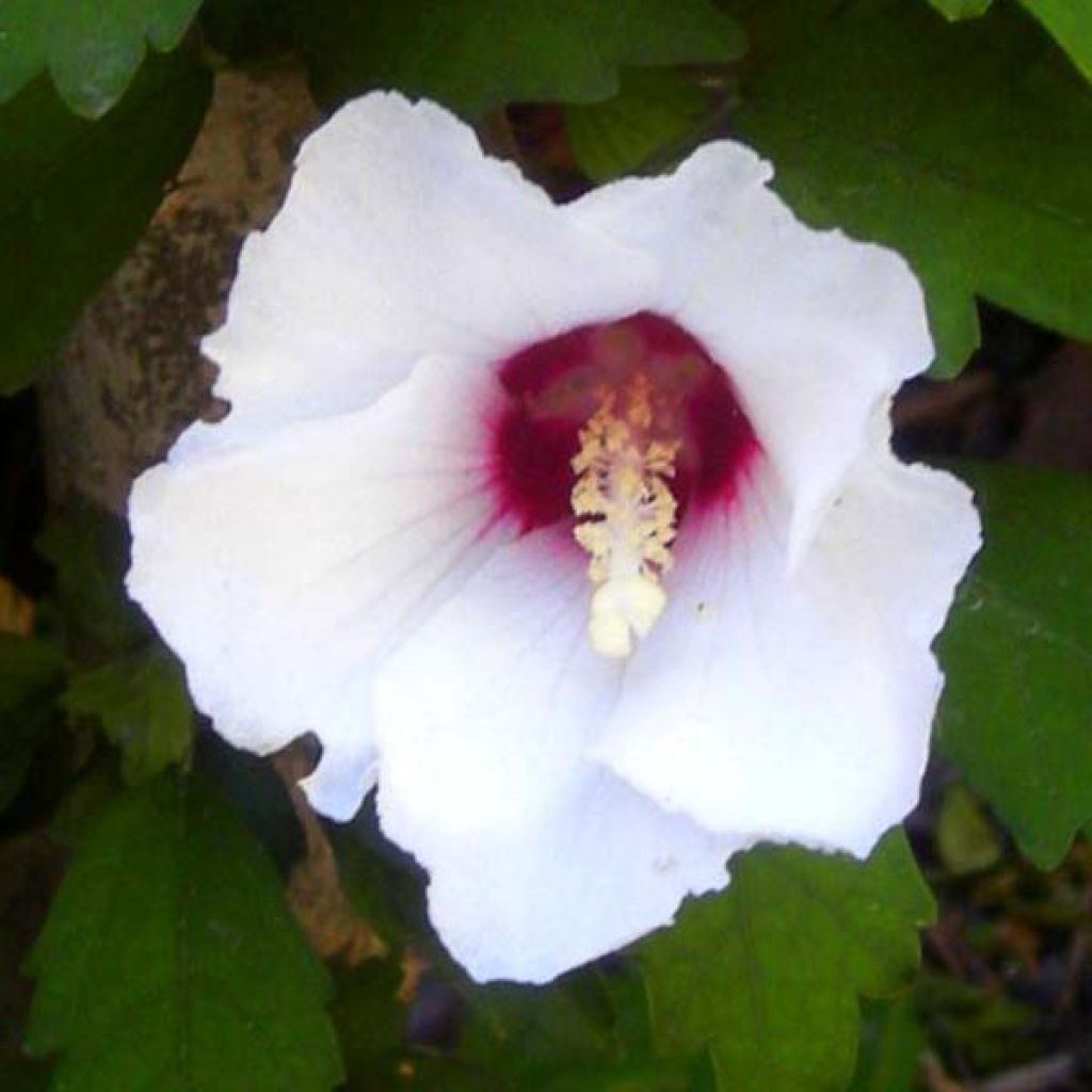 Garten-Hibiscus Speciosus - Hibiscus syriacus