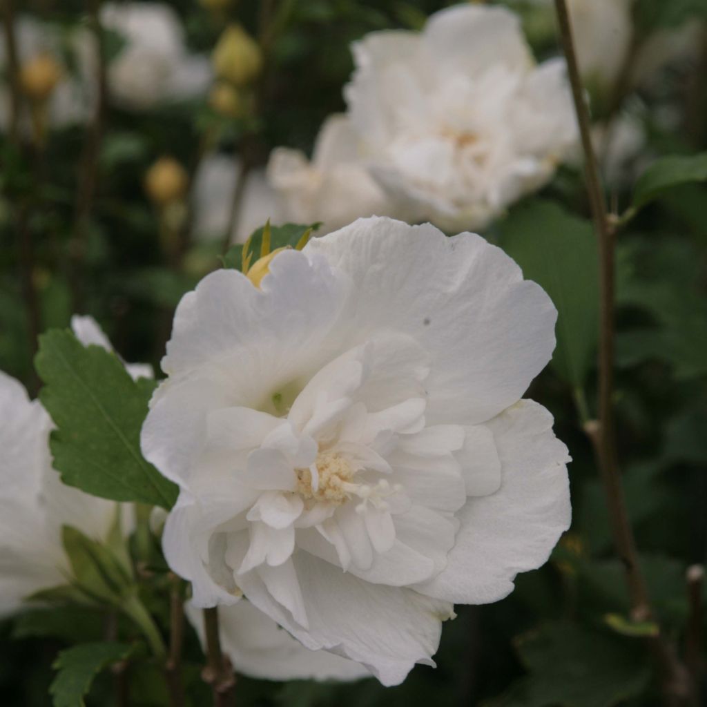 Garten-Hibiscus White Chiffon - Hibiscus syriacus