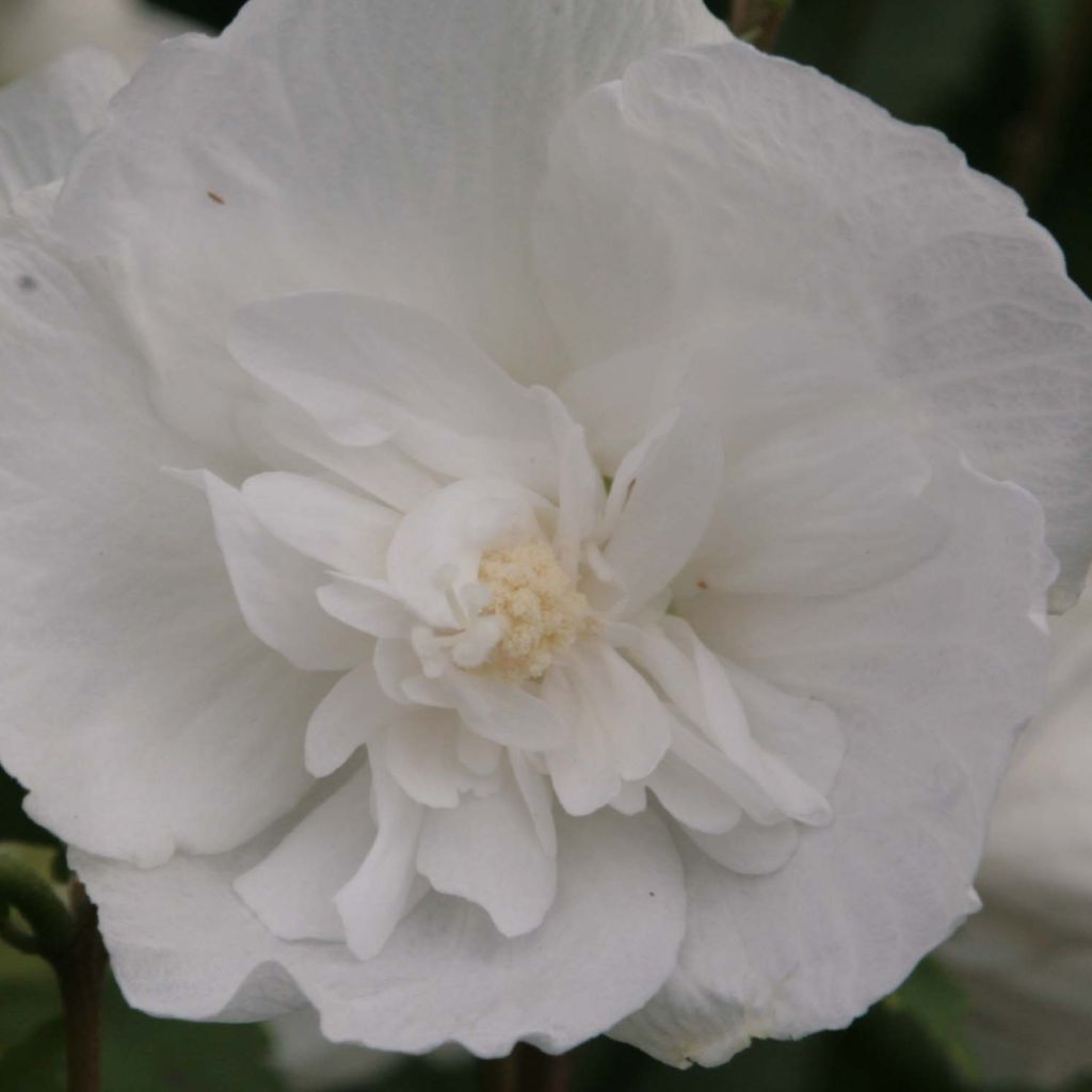 Garten-Hibiscus White Chiffon - Hibiscus syriacus