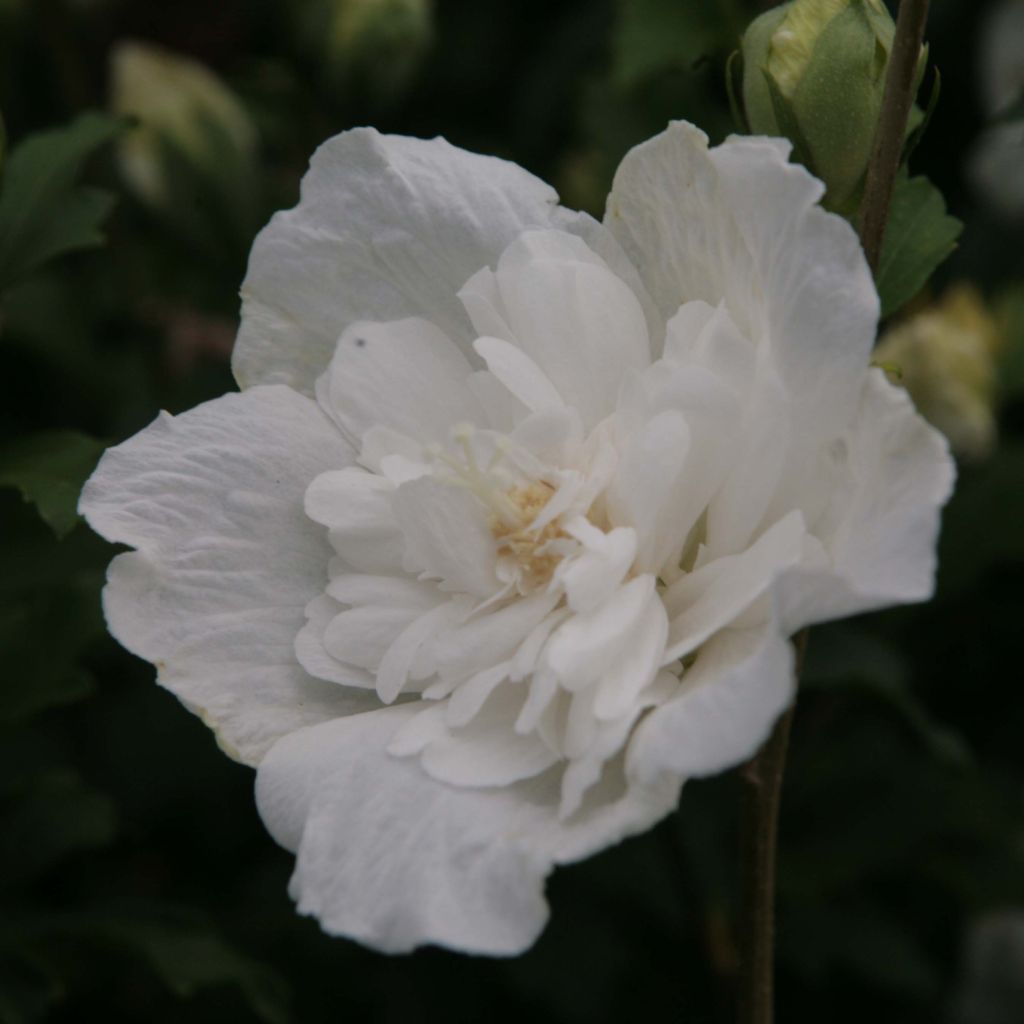 Garten-Hibiscus White Chiffon - Hibiscus syriacus