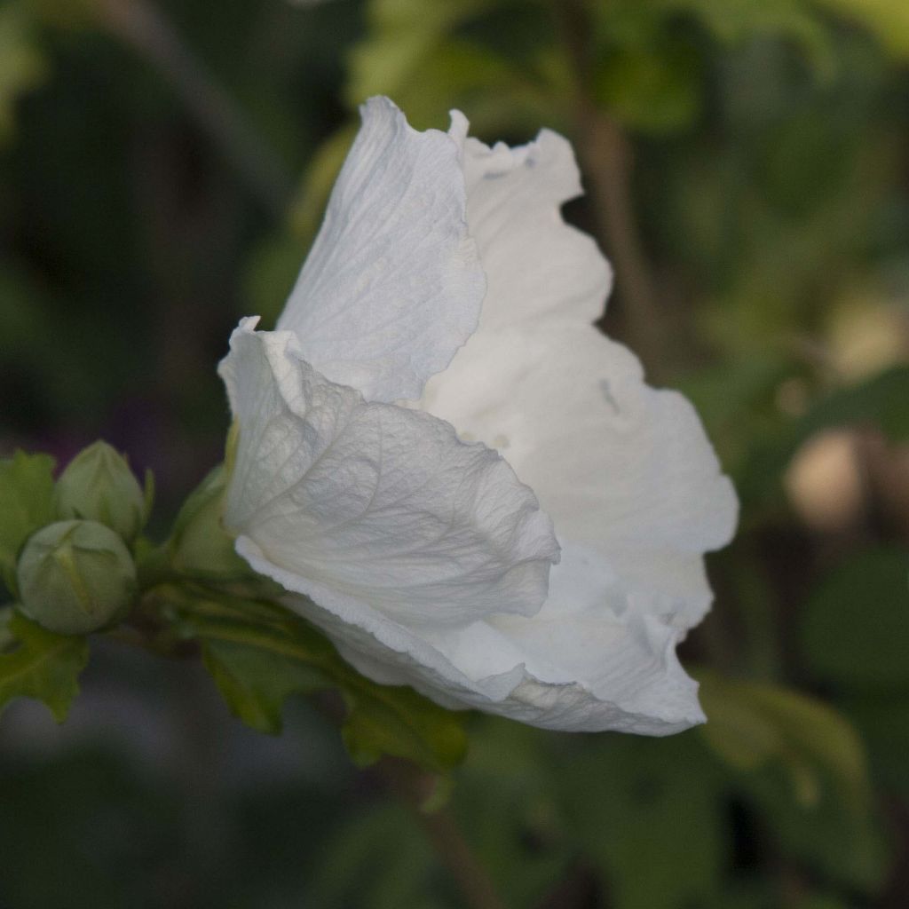 Garten-Hibiscus White Chiffon - Hibiscus syriacus