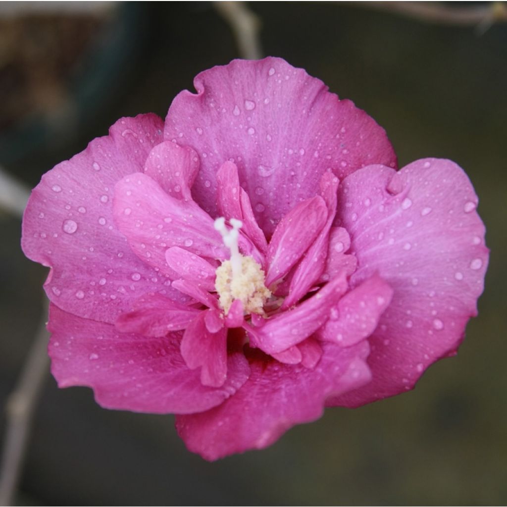 Hibiscus syriacus Magenta Chiffon