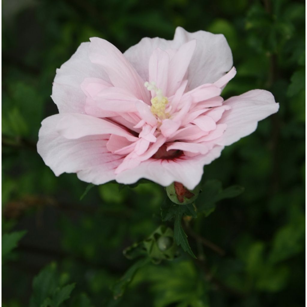 Garten-Hibiscus Pink Chiffon - Hibiscus syriacus