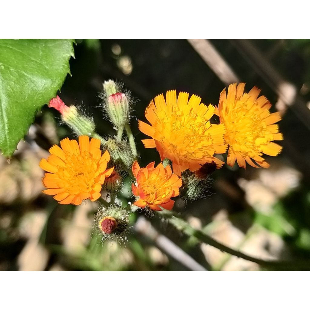 Hieracium aurantiacum - Orangerotes Habichtskraut