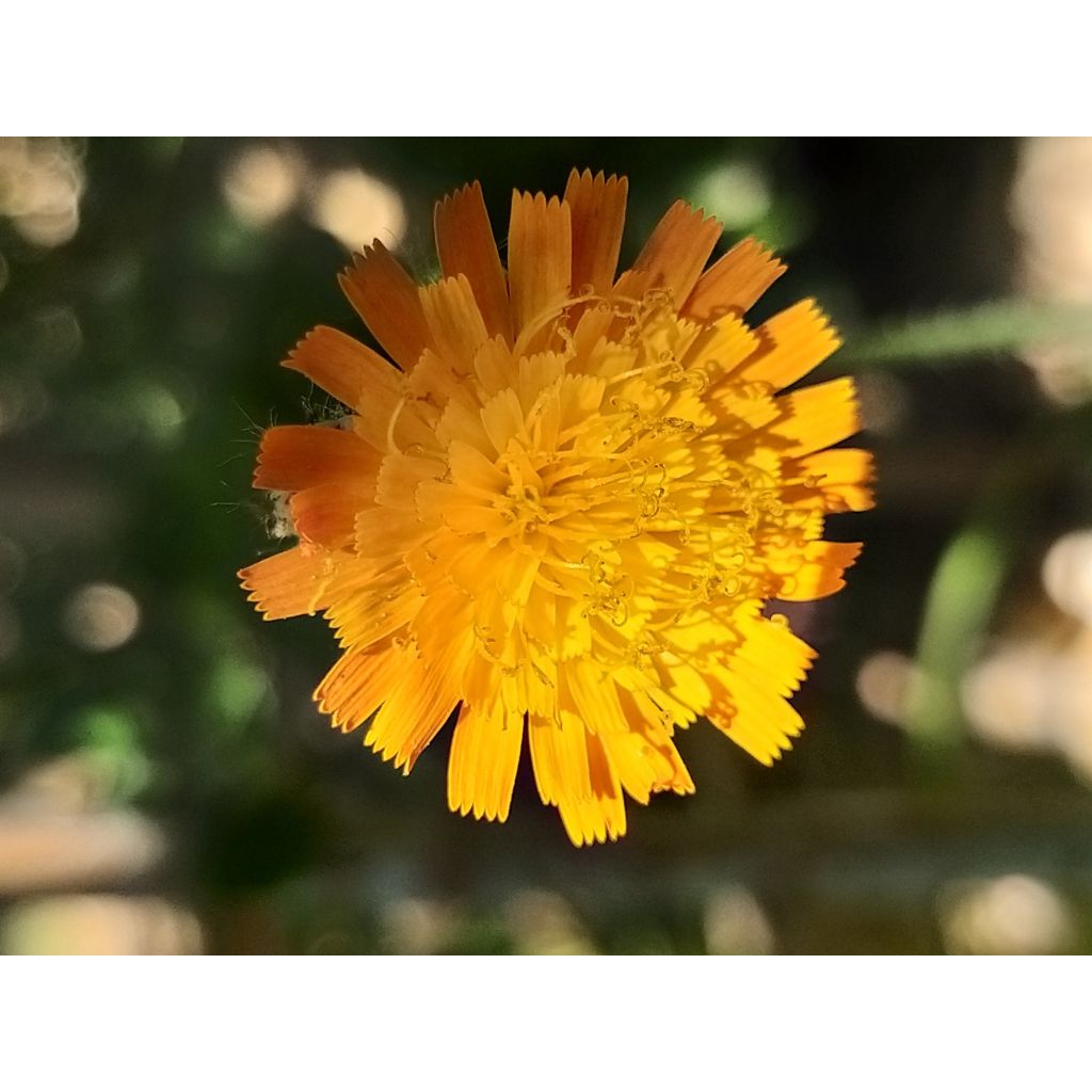 Hieracium aurantiacum - Orangerotes Habichtskraut