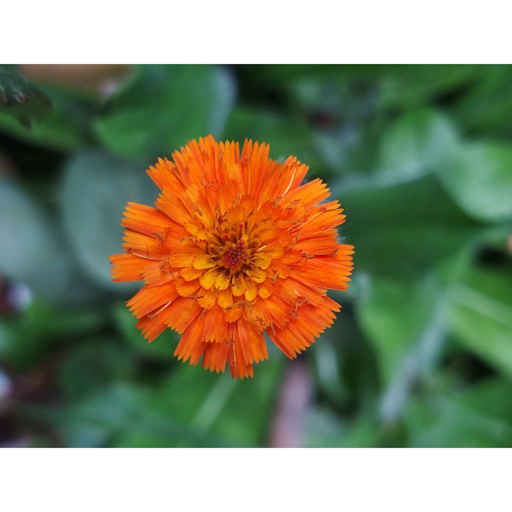 Hieracium aurantiacum - Orangerotes Habichtskraut