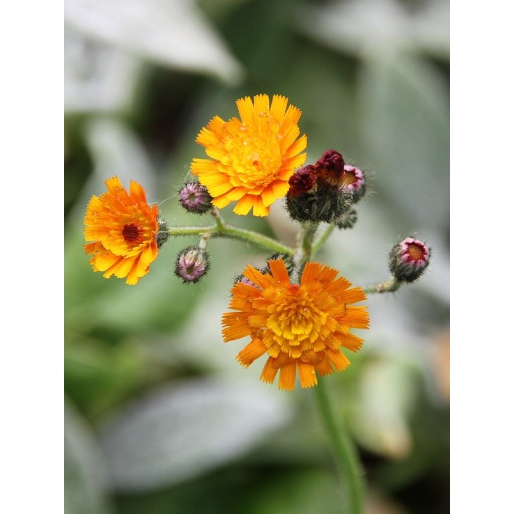 Hieracium aurantiacum - Orangerotes Habichtskraut